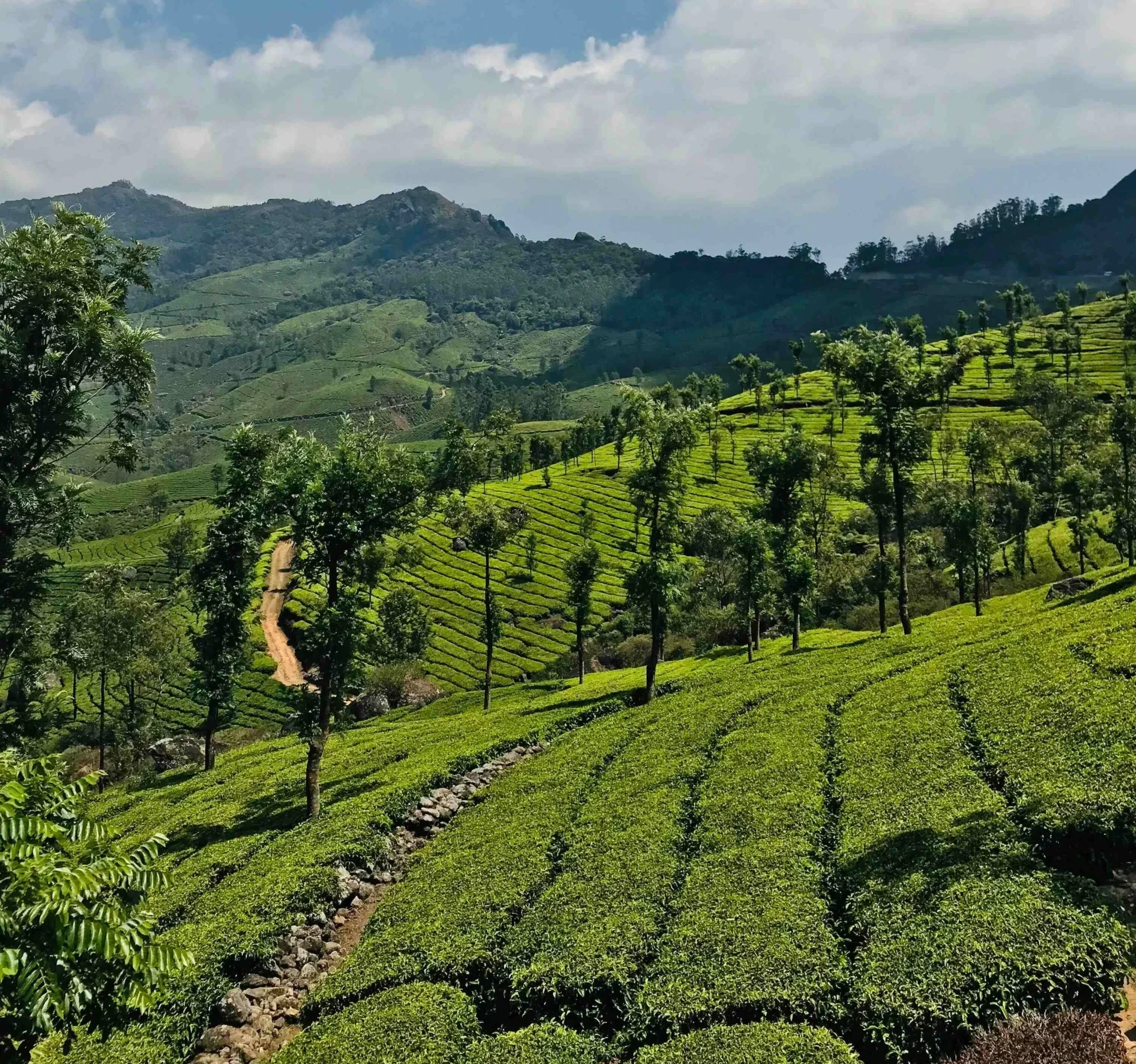 Nilgiris agriculture development