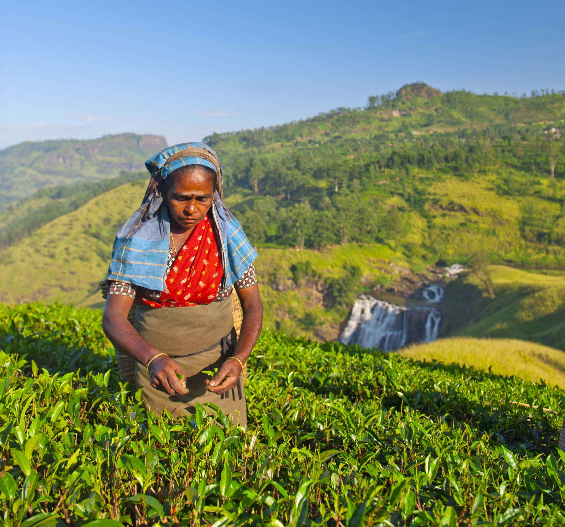 sustainable agriculture solutions